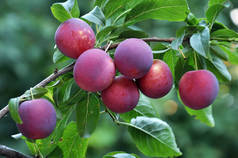 树的枝条是 cerasifera 李的成熟果实