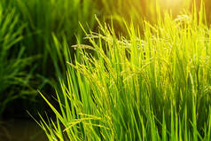 阳光下的水稻和绿叶花.