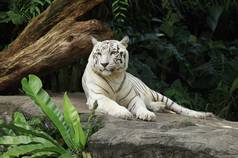 白老虎躺在新加坡动物园的岩石上
