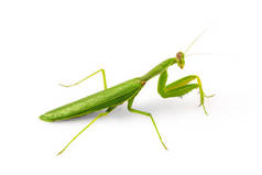 美丽的绿色昆虫欧洲螳螂或螳螂在白色背景下隔离.