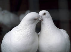 白色鸽子在爱亲吻