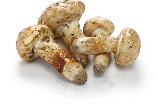 在白色背景查出的松茸蘑菇