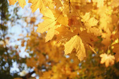 公园里秋天落叶的树枝景观