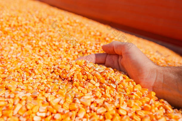 农夫少量收获的玉米仁从堆装载入拖拉机拖车, 手在玉米<strong>五谷</strong>堆作为丰盈和大产量的概念在成功的收获以后