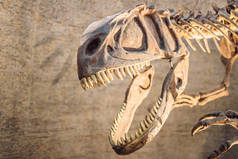 恐龙头骨在米色背景的恐龙骨架
