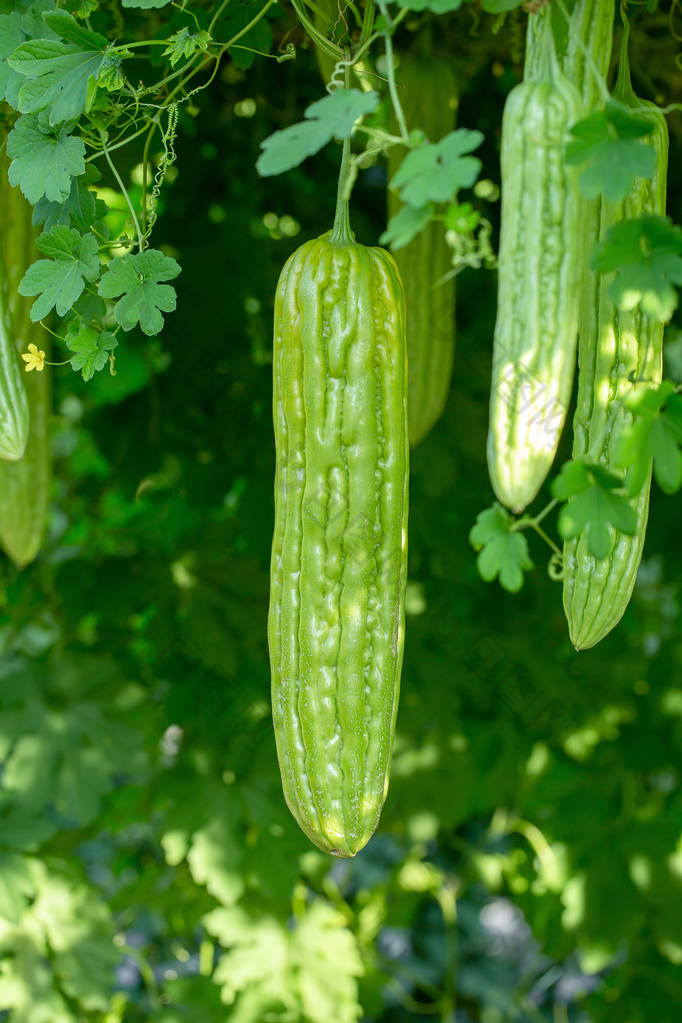 苦瓜、苦瓜或苦瓜挂在农场里的植物.