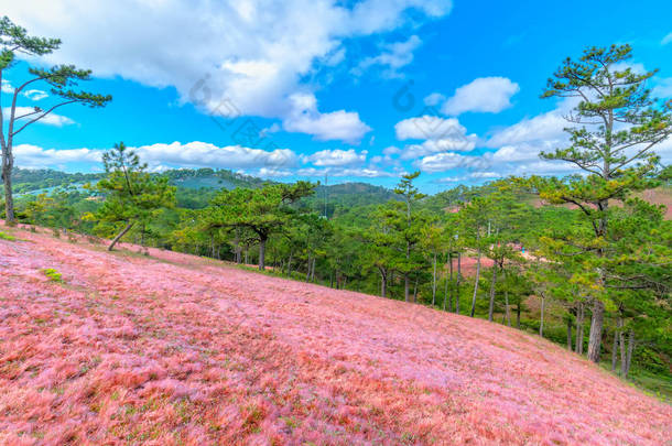 在大叻惊人的景观, 越南粉红色的草山对比松树使大叻旅游的精彩场景