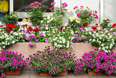 花盆与五颜六色的花朵在商店出售植物的花园，前视图.