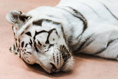 野生白虎闭着眼睛躺在动物园里