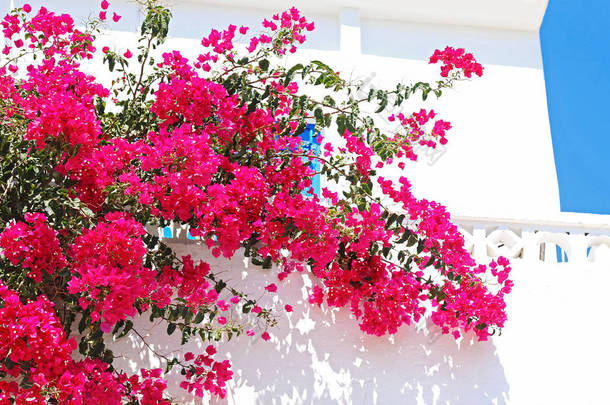 在库福尼西亚群岛希腊基克拉泽斯盛开的粉红色布加维利亚花的特写