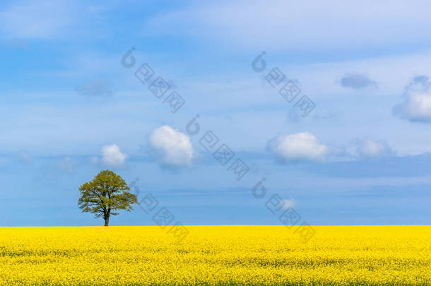菜地、树和天空。黄色盛开的<strong>油菜花</strong>。农场的风景。<strong>春季</strong>背景.