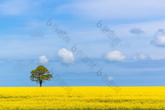 菜地、树和天空。黄色盛开的油菜花。农场的风景。春季背景.