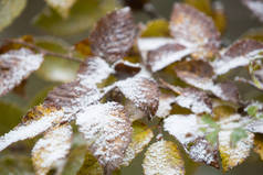 Branch with colorful ulmus leaves of the tree covered with first snow in late fall or early winter, 