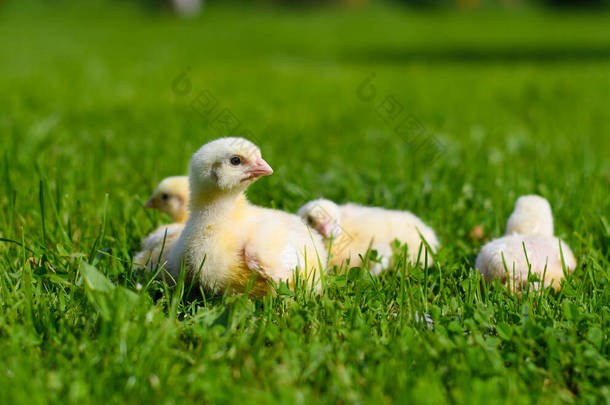 四只小鸡坐在草地上.有选择地关注最亲密的小鸡
