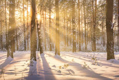 日落或日出在覆盖着积雪的冬季松树林中.一排排松树树干，阳光穿过树干。降雪.