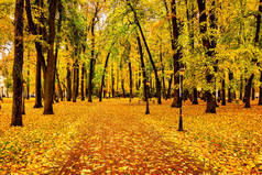 金色的秋天，在一个城市公园里，有树木，黄叶凋零，多云的一天.