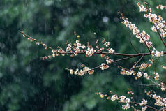 白梅花在雨中的绿色背景上绽放