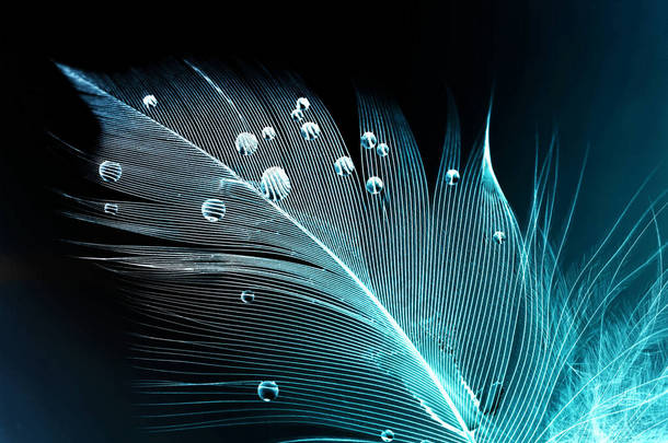 鸟的羽毛在黑暗的背景宏的水滴中。用于设计的<strong>蓝白</strong>羽毛抽象艺术形象的轮廓.