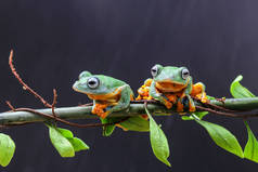 青蛙，树蛙，邋遢的青蛙，叶枝上的树蛙