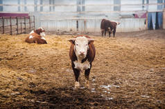农场里的奶牛。乳牛。牛仔棚