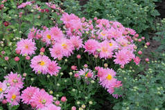 菊花壁纸。粉色,色彩艳丽的花朵背景.花园里开放的菊花和花蕾.