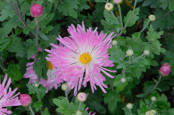 菊花在苗圃里。粉红色的<strong>花朵</strong>背景。花园里<strong>开放</strong>的菊花和花蕾.