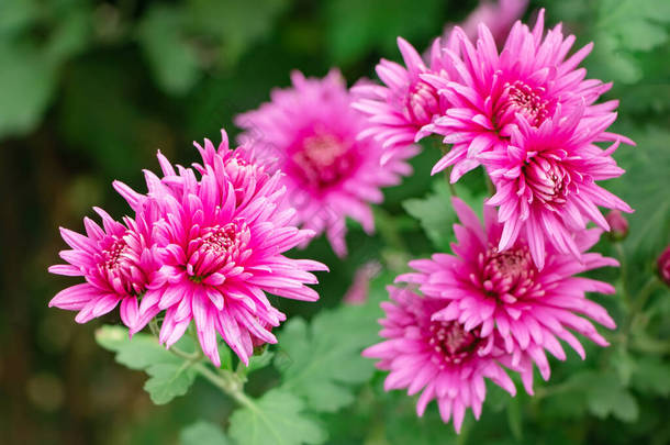 一束粉红色的菊花和花瓣上的白尖。花园里的菊花图案.粉红色紫色菊花丛生