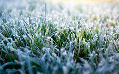 晨露在青草上结冰.第一次霜冻准备草坪过冬。特写。复制空间。班纳深秋。天气预报的概念背景.大自然的细节。冬季.