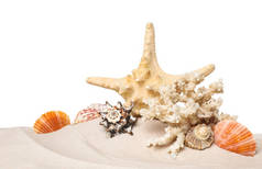 白底沙滩上美丽的海星、珊瑚和海贝壳