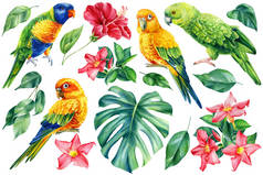 一组热带叶子，芙蓉花和鸟类鹦鹉在一个孤立的白色背景，水彩画
