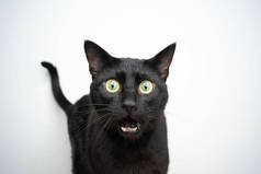 滑稽的黑猫肖像画