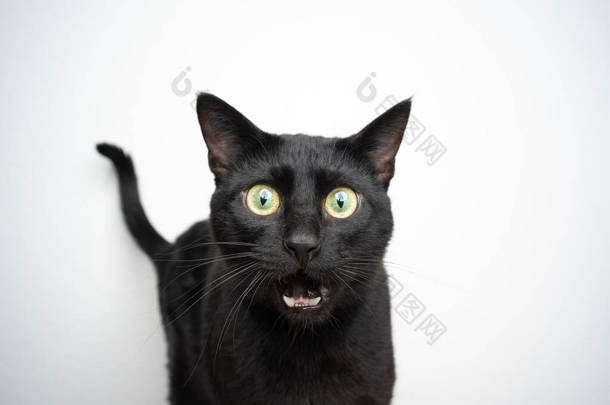 滑稽的黑<strong>猫</strong>肖像画