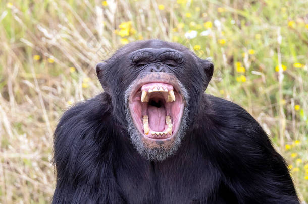 angry Chimpanzee (Pan troglodytes) with <strong>open</strong> mouth, screaming