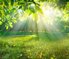 阳光穿过公园里的树叶.夏日的自然春景，绿草，新鲜多汁的叶子.