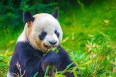 大熊猫Ailuropoda melanoleuca在丛林中以竹子为食