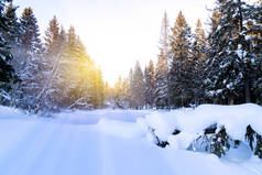 美丽的冬季风景，北方的阳光在森林里