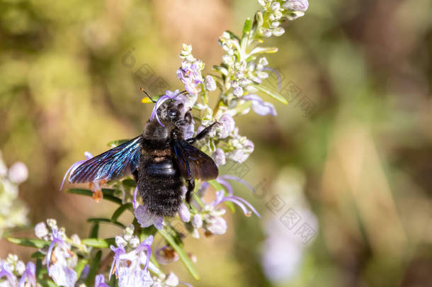 <strong>紫红</strong>的木蜂吸着迷迭香的花朵，是一种<strong>紫红</strong>的中草药。它是欧洲常见的木蜂种类，也是欧洲最大的蜜蜂之一