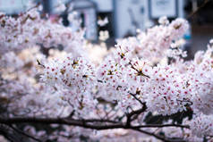 横滨最好的樱花