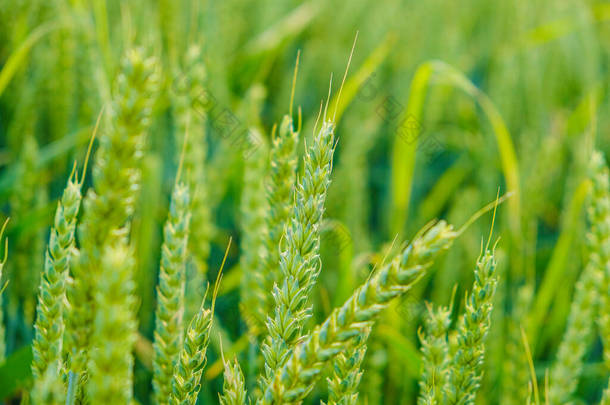 绿小麦，小麦收获。麦田生产面粉产品。绿耳朵麦穗，麦穗
