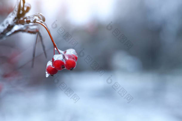 冬日里,树上结满了红色的浆果,在户外结冰,特写.案文的篇幅