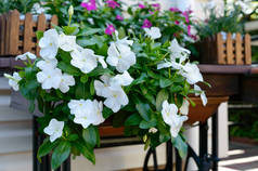 Catharanthus bush with white flowers in wooden boxes near the house. Beautiful annual outdoor flower