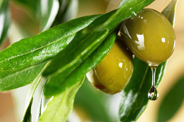 橄榄油从绿色的橄榄果实上滴落,宏观喷出.新鲜榨橄榄油概念.