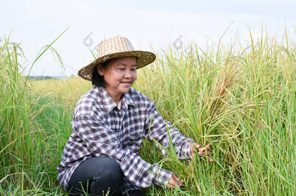 亚洲老年老年女农民手持镰刀的画像，坐落于稻田和稻田中间，软弱无力，重点突出.