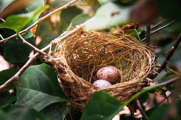 复活节彩蛋在<strong>树枝上的鸟</strong>巢，复活节彩蛋在<strong>树枝上的鸟</strong>巢