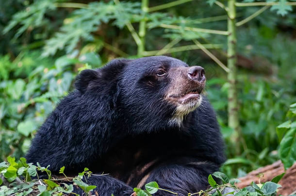 亚洲<strong>黑熊</strong>（Ursus thibetanus）<strong>野生动物</strong>与大自然