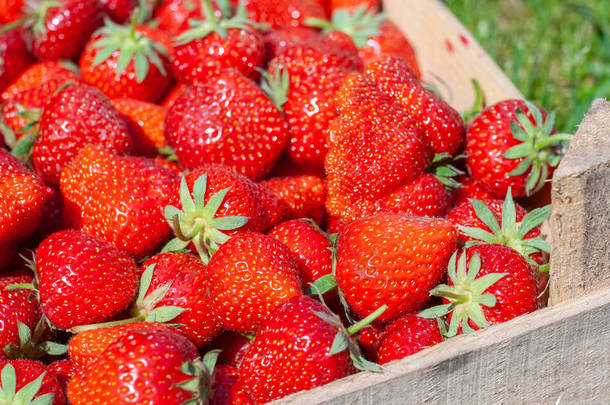 一盒草莓。箱子里有一组成熟的新鲜草莓.一堆新鲜草莓的图片.