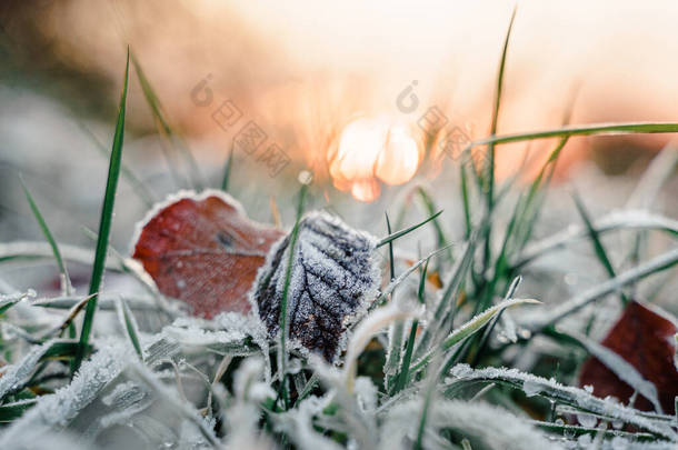 几片干枯的叶子落在被雪覆盖的绿草上的选择性聚焦镜头