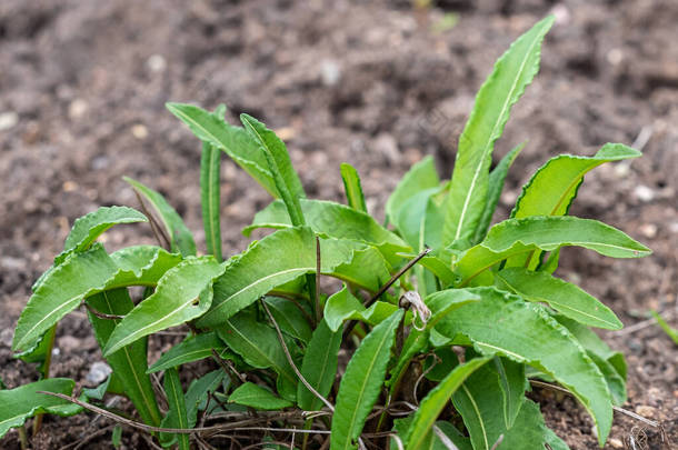 <strong>药</strong>用植物<strong>药</strong>用植物<strong>药</strong>用植物<strong>药</strong>用植物<strong>药</strong>用植物<strong>药</strong>用植物<strong>药</strong>用植物<strong>药</strong>用植物<strong>药</strong>用植物<strong>药</strong>用植物<strong>药</strong>用植物<strong>药</strong>用植物<strong>药</strong>用植物<strong>药</strong>用植物<strong>药</strong>用植物<strong>药</strong>用植物<strong>药</strong>用植物<strong>药</strong>用<strong>药</strong>用植物<strong>药</strong>用植物<strong>药</strong>用植物<strong>药</strong>用植物<strong>药</strong>用植物<strong>药</strong>用植物<strong>药</strong>用<strong>药</strong>用植物