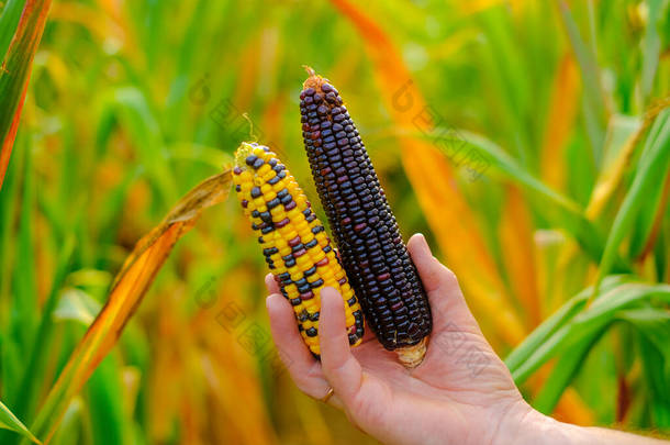 玉米地背景上的多色玉米芯.不同颜色的玉米芯。<strong>粮食</strong>和<strong>粮食</strong>安全概念。玉米田里的农民。秋季农业劳动.
