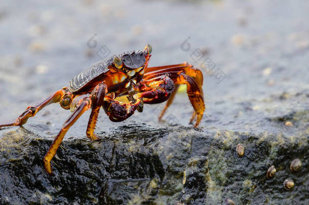 Isolated Grapsus Albolineatus crab on a wet lava rock on the sea shore close-up photo.